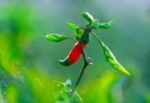 Gajenje biljaka u kući ili stanu organska basta