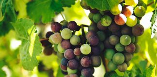 Da li ste završili sve ove poslove? Grozd u jesen