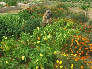 dog in organic garden
