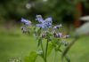 P Borač – tajanstveni ukras bašte borago officinalis