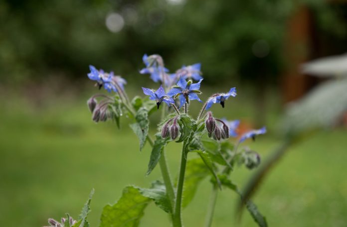 borago officinalis