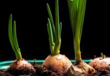 PP Štetočine crnog luka organska basta