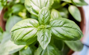 P Bez njega Srbija ne može bosiljak