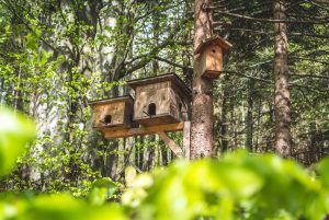bird house in wood