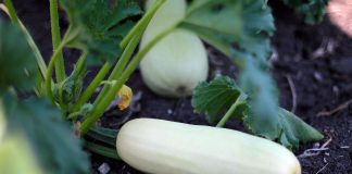 Kalendar radova u junu tikvica