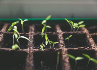 Planiranje setve i sadnje setva