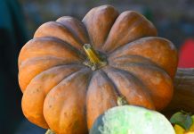 Keks sa bundevom muskatna tikva