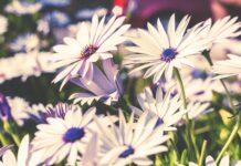 Č Cveće, drveće… organska basta