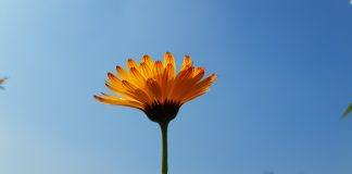 Neven u organskoj bašti calendula