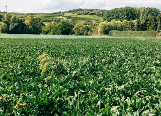 P Ekološko približavanje EU košta 11 milijardi evra organic land