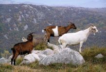 P Koze i jarići organske koze