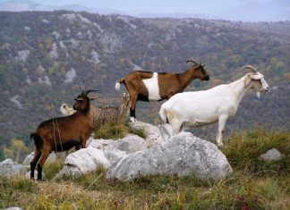 P Koze i jarići organske koze