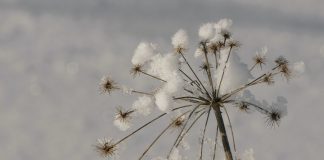 P Gajenje anđelike wild angelica