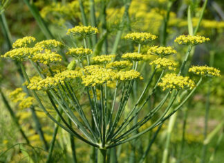 P Tema nedelje: Korišćenje morača za izolaciju u organskoj proizvodnji free download