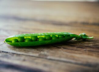Organski grašak iz prolećne setve GRASAK MAHUNA
