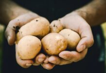 Naklijavanje krompira organska basta