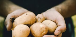Naklijavanje krompira organska basta