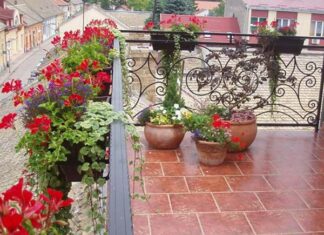 Viseća muškatla – ukras za svaku terasu sombor piccolina