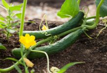 Radovi u bašti tokom juna