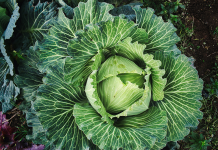 PP Pravo vreme za rasađivanje kupusa za zimu kupus organska basta