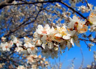 Raznoliki biljni svet u bašti organska basta