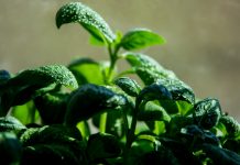 Preporuke ministarstva poljoprivrede Planom do dobre organizacije