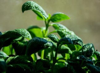 Preporuke ministarstva poljoprivrede Planom do dobre organizacije