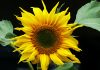 P Dobrodošli na Educons – Fakultet ekološke poljoprivrede suncokret