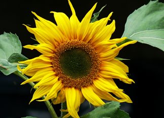 P Dobrodošli na Educons – Fakultet ekološke poljoprivrede suncokret