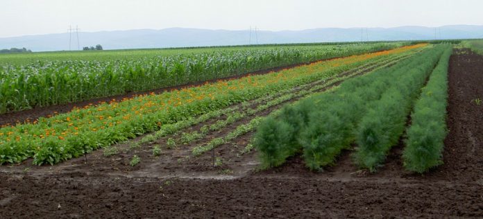 Fakultet za Biofarming