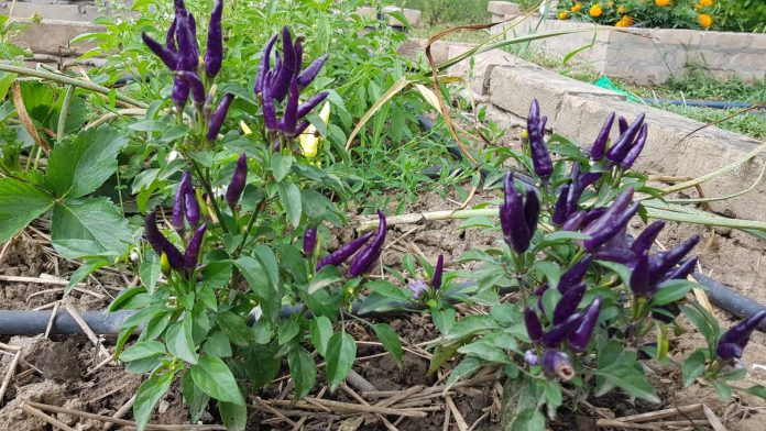 Organska basta ljute paprike