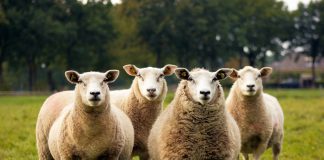 Izmenjen i dopunjen Zakon o podsticajima u poljoprivredi i ruralnom razvoju organska basta