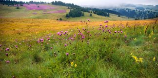 P Život oko nas organic land