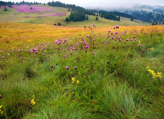 P Život oko nas organic land