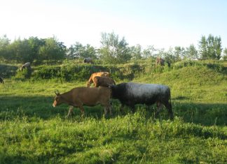 P Organska hrana zaustavlja propadanje sela organic cow