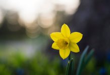 Bašta pred zimu – briga o cveću narcis