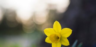 Bašta pred zimu – briga o cveću narcis