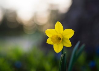 Bašta pred zimu – briga o cveću narcis
