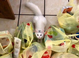 P Preuzeti članak – BUKA Analiza: Poziv na zabranu upotrebe plastičnih kesa u EU…? PLASTIC BAG