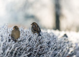 Priprema bašte za zimu vrabac