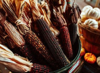 Dve biljke koje nikad ne gajiti zajedno kukuruz i bundeva