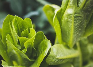 Organska salata – male tajne uspešnog gajenja u proleće salata