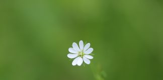 P Ah ti korovi! Mišnjakinja mišnjakinja