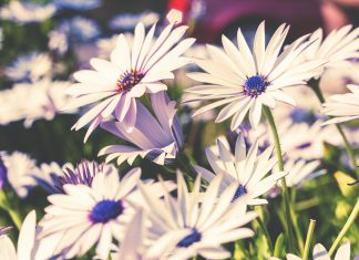 P Cveće u organskoj bašti organska basta