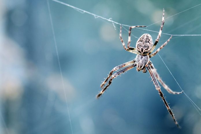 dev Leigh unsplash korisne životinje