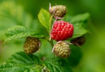 Floriva Ivanjica – sadnice jagodastog voća malina organska basta