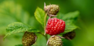 P Koliko košta podizanje zasada maline malina organska basta