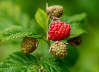 Floriva Ivanjica – sadnice jagodastog voća malina organska basta