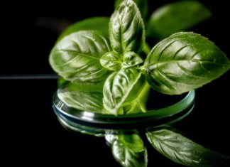 Začinsko i lekovito bilje u bašti pred jesen bosiljak