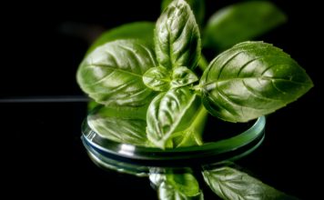 Gajenje bosiljka bosiljak